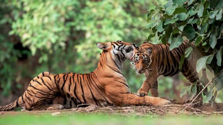 Video of tigress scolding her two male cubs goes viral Video of tigress scolding her two male cubs goes viral