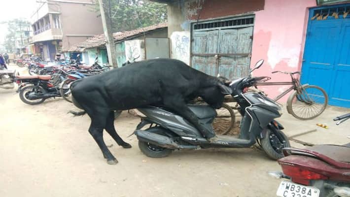 Ox attacking scooters in Durgapur and trying to breed with them Ox attacking scooters in Durgapur and trying to breed with them