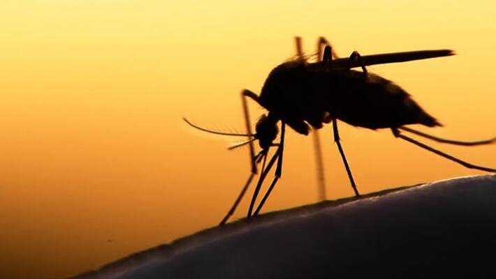 mosquito is reason for corona spreading very speedy , garlic and liquor what react with corona mosquito is reason for corona spreading very speedy , garlic and liquor what react with corona
