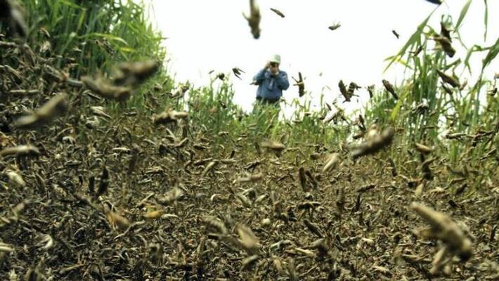 Locust attack india in next two months Locust attack india in next two months