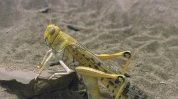 New enemy came from Pakistan, locust swarm attack crops in UP
