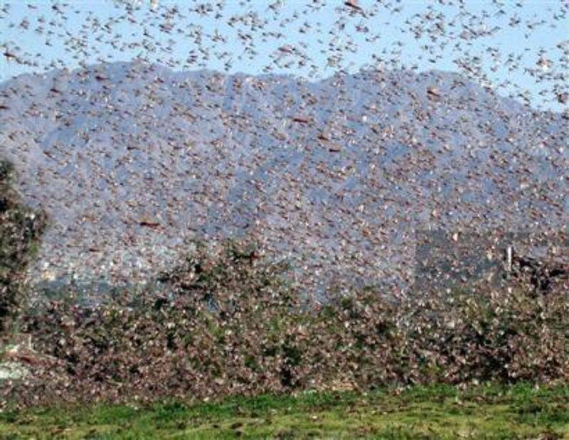 Locusts upset over Karnataka