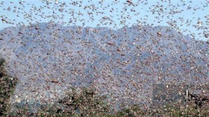 Uttar Pradesh Jhansi Preps Chemical Spray To Hit 3 Km Long Locust Swarm Uttar Pradesh Jhansi Preps Chemical Spray To Hit 3 Km Long Locust Swarm
