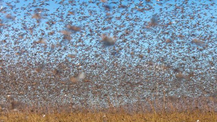 After wreaking havoc in Rajastan and MP locusts attack UP After wreaking havoc in Rajastan and MP locusts attack UP