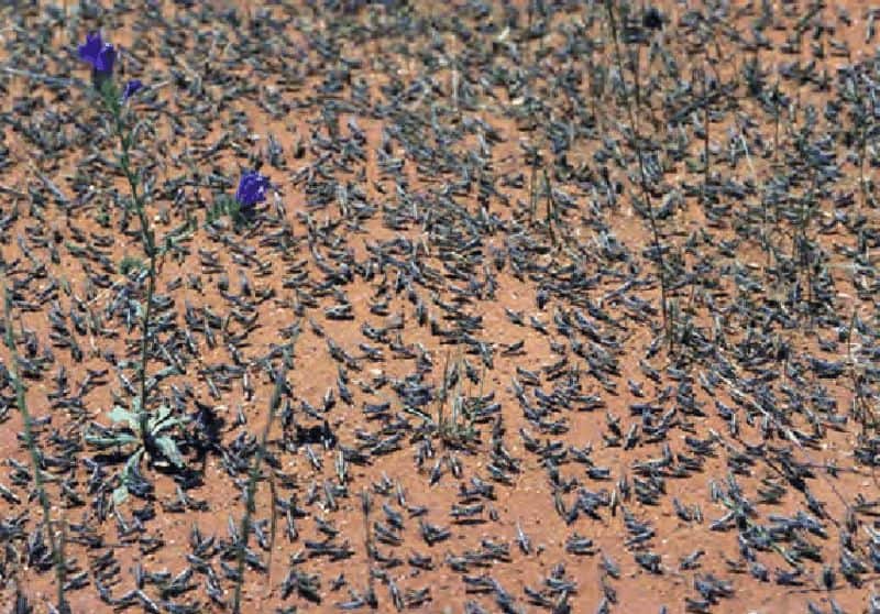 Locusts upset over Karnataka