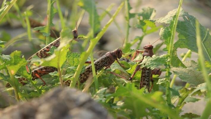 Good news for farmers: How to drive grasshoppers ... Tips published by Agricultural Scientists .. !! Good news for farmers: How to drive grasshoppers ... Tips published by Agricultural Scientists .. !!