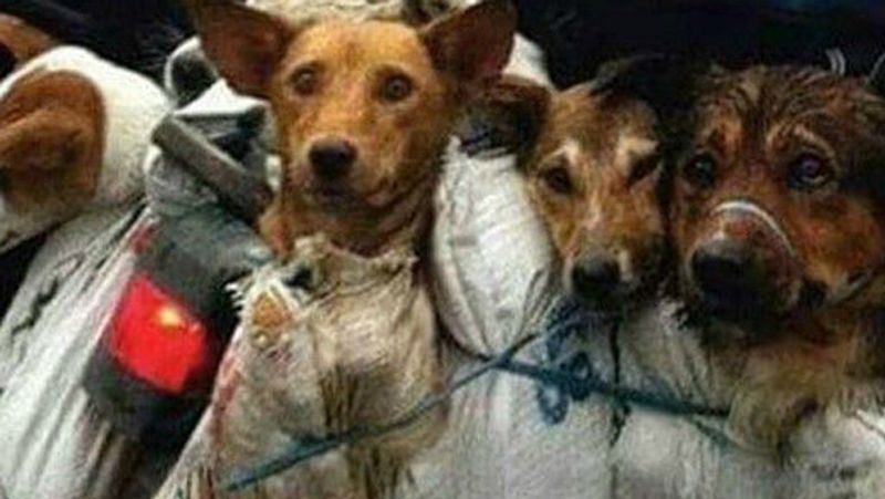 यहां मार्केट में सरेआम कुत्तों को उबाल कर उनका मीट भून कर लोगों के बीच सर्व किया जा रहा है।