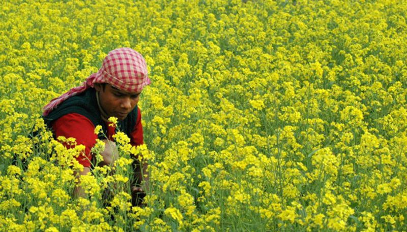 Unknown Health Benefits of Mustard