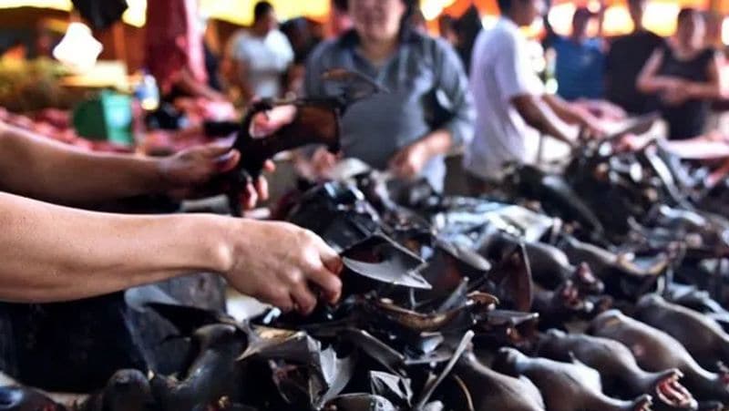 लोग आराम से चमगादड़ का मांस खा रहे हैं। लेकिन इससे कोरोनावायरस के फैलने का सबसे ज्यादा खतरा है।