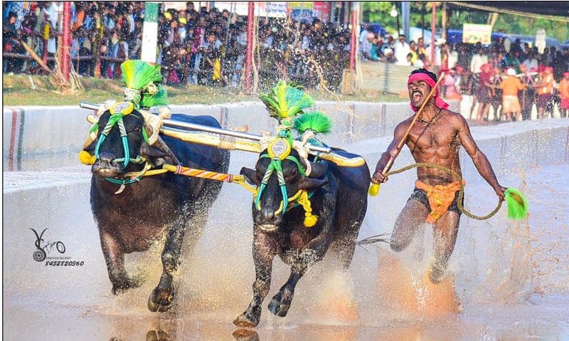 Karnataka finds another Usain Bolt: Kambala runner Nishant Shetty surpasses Srinivasa Gowda