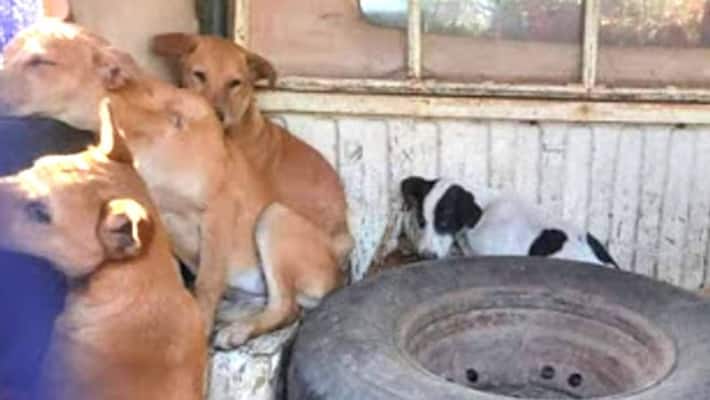 NGO alleges dog cruelty in Kharagpur IIT campus NGO alleges dog cruelty in Kharagpur IIT campus
