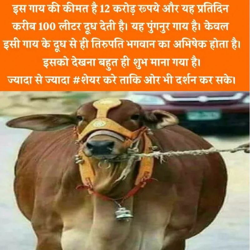 दावा है कि यह हर रोज 100 लीटर दूध देती है। केवल इसी गाय का दूध तिरुपति मंदिर में चढ़ाया जाता है। इसे देखना काफी शुभ माना जाता है। ज्यादा से ज्यादा शेयर करें ताकि और लोग इसके दर्शन कर सकें।
