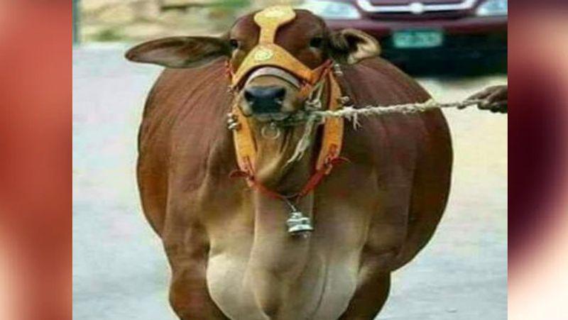 100ली नहीं को कितना दूध देती है गाय? : इस नस्ल की गाय 3 से 4 किलो दूध देती है। इसकी कीमत के बारे में जब हमने जानकारी ली तो पता चला कि इसकी कीमत 12 करोड़ रुपए नहीं बल्कि अधिकतम 1 लाख रुपए तक है।
