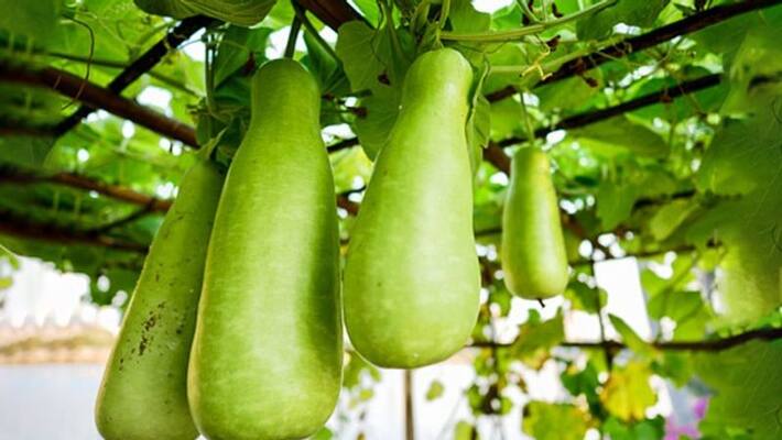 bottle gourd can reduce stress improves mental health bottle gourd can reduce stress improves mental health