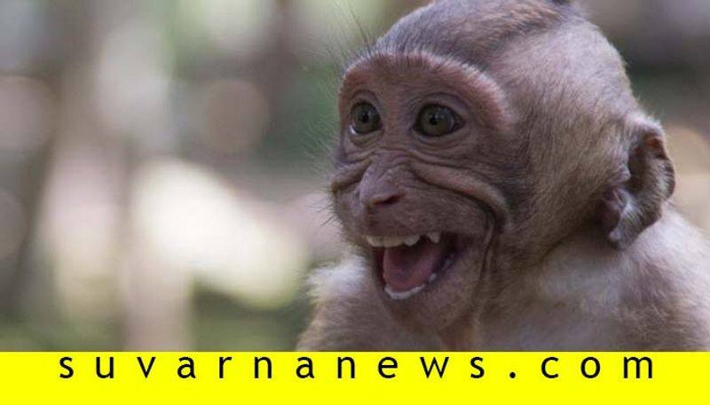monkey virus fever sprading  in karnataka