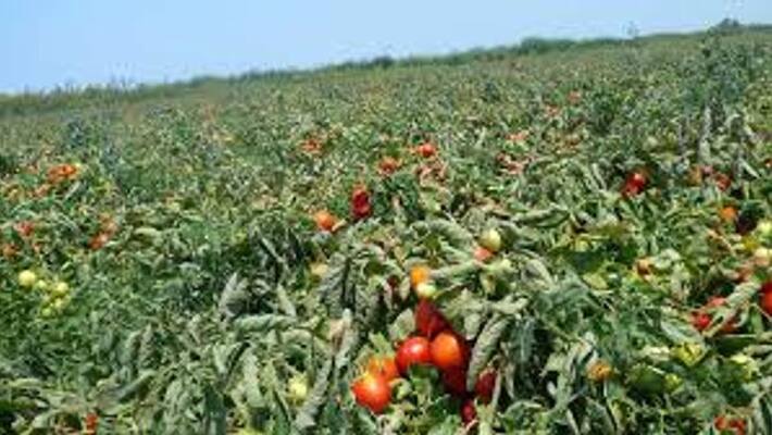 Tomato price hike Tomato price hike