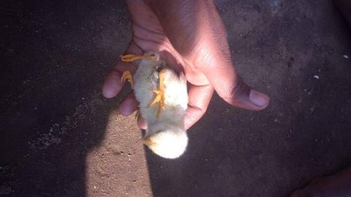 Chicken with four legs creates buzz in Purulia Chicken with four legs creates buzz in Purulia