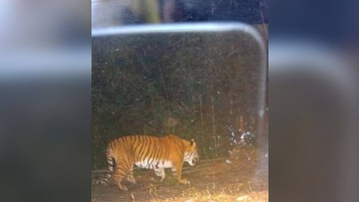 Royal Bengal tiger spotted at Neora Valley again Royal Bengal tiger spotted at Neora Valley again