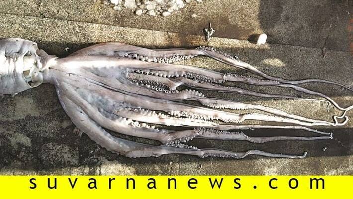 Devil fish caught in fishing net in udupi Devil fish caught in fishing net in udupi