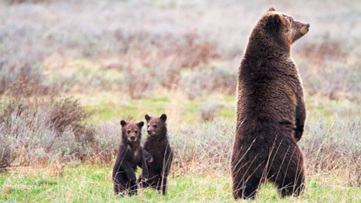 Madhya Pradesh bear couple is said to attain spirituallity by listening to the bhajans Madhya Pradesh bear couple is said to attain spirituallity by listening to the bhajans