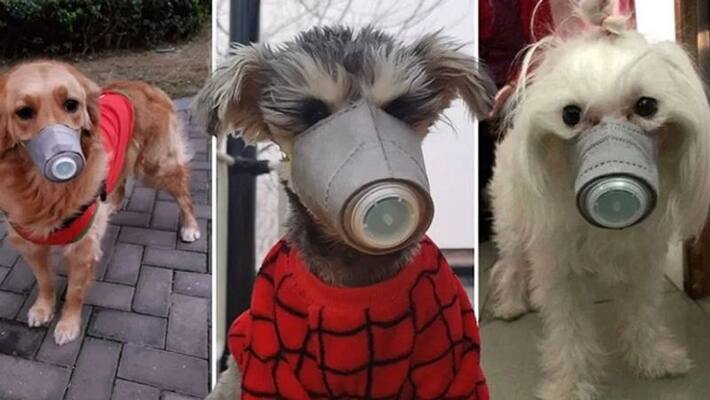 Coronavirus: Dogs and cats are also being masked in China MJA Coronavirus: Dogs and cats are also being masked in China MJA