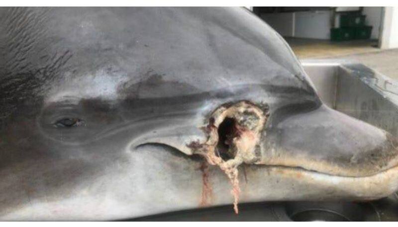 dolphins found shot dead in the Gulf of Mexico officials searching for the culprits