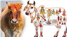 feed-these-to-cow-who-facing-marriage-problems-as-per-shastra- gnr
