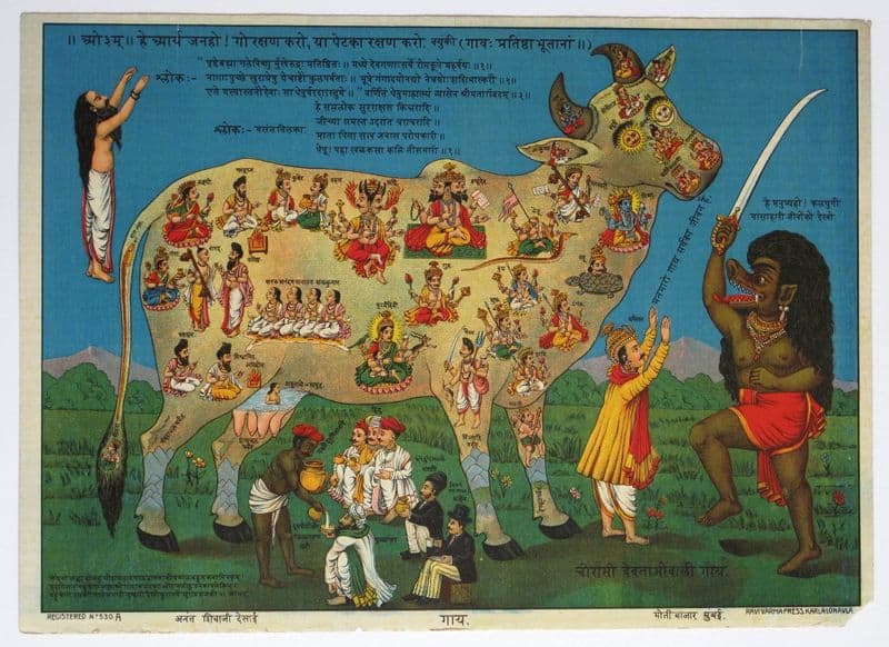 role of printing presses in making cow a holy cow or gomata, book excerpt