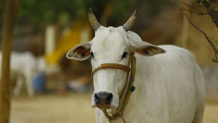 Shampoo, oil, cancer drugs from cow urine, dung Shampoo, oil, cancer drugs from cow urine, dung