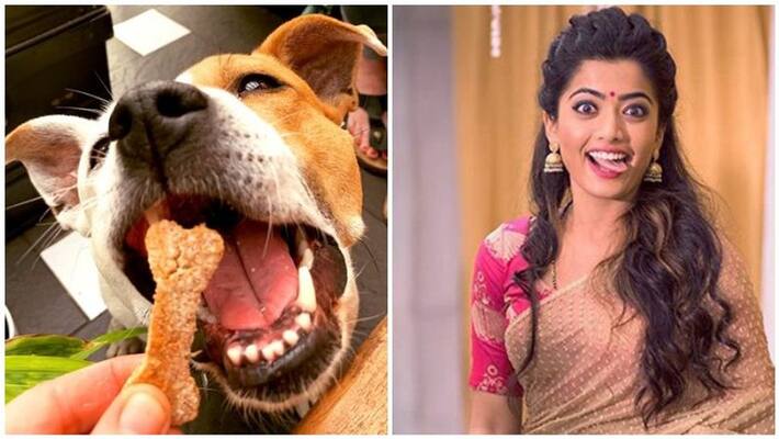 actress rashkiya eat dog biscuit actor nithin said press meet actress rashkiya eat dog biscuit actor nithin said press meet