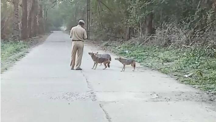 Jackals have become friends with locals in Hind Motor Jackals have become friends with locals in Hind Motor