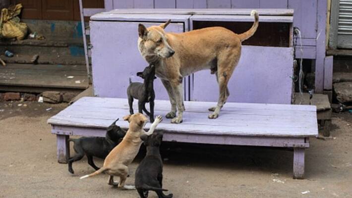 Musical programmes to help community animals in Kolkata Musical programmes to help community animals in Kolkata