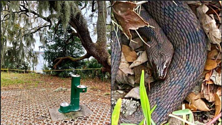 Florida Park forced to close because of snake orgy Florida Park forced to close because of snake orgy