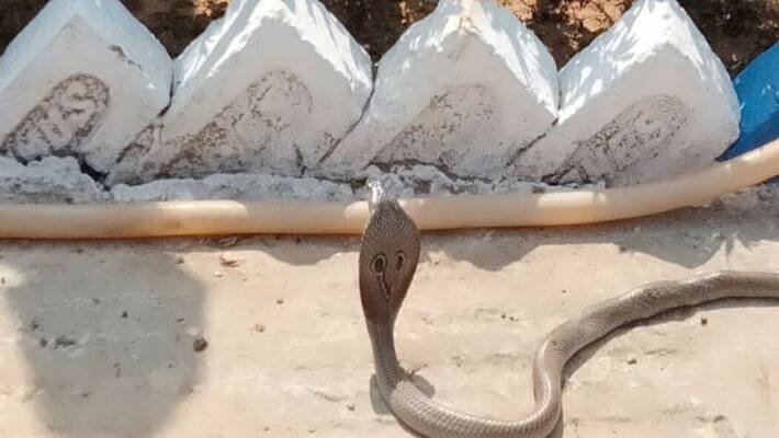 Snake creates panic in a hospital in Chandrakona Snake creates panic in a hospital in Chandrakona