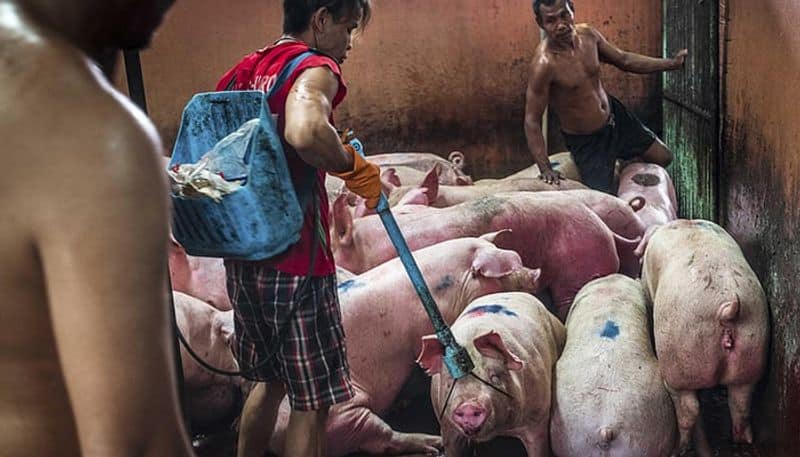 america pig meat export for china last 3 moth and kill for 2.83 lakh white pig