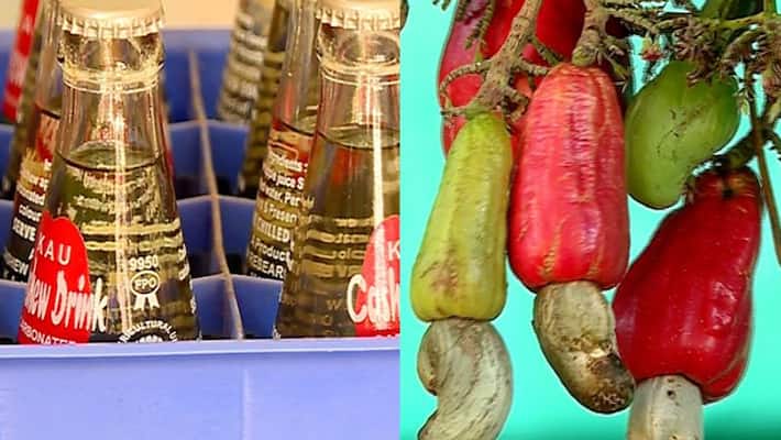 cashew soda become trending in scorching summer for twenty rupees cashew soda become trending in scorching summer for twenty rupees