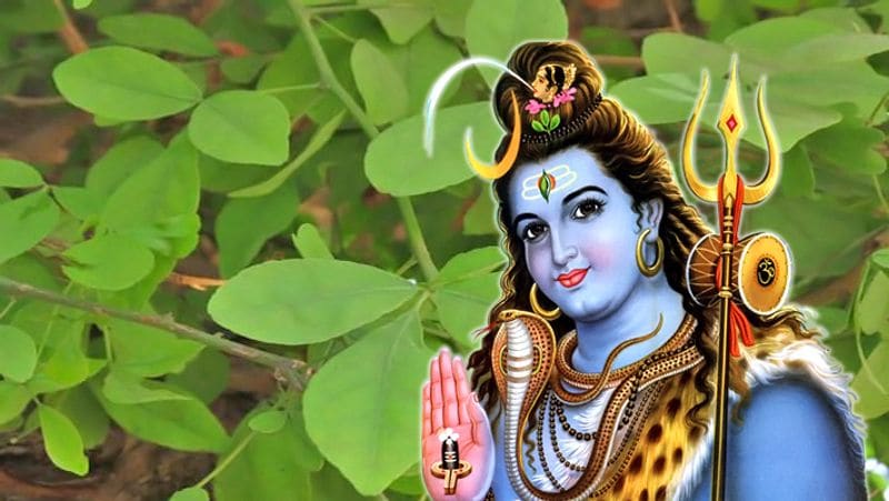 <p>বেল গাছ- হিন্দু ধর্মে, এটিকে ভগবান শিবের রূপে বিবেচনা করা হয় এবং এটি বিশ্বাস করা হয় যে মহাদেব তার মূলের মধ্যে থাকেন অর্থাৎ এর মূল এবং এর তিনটি পাতা যা একত্রে ত্রিদেবের রূপ হিসাবে বিবেচিত হয়। বেল এমন একটি গাছ যা বিশ্বের অনেক জায়গায় পাওয়া যায়। এই গাছের পাঁচটি পাতার গোষ্ঠীটি আরও শুভ। </p>