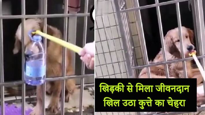 Dog trapped in house got saved by kind neighbor through window wins people heart kph Dog trapped in house got saved by kind neighbor through window wins people heart kph