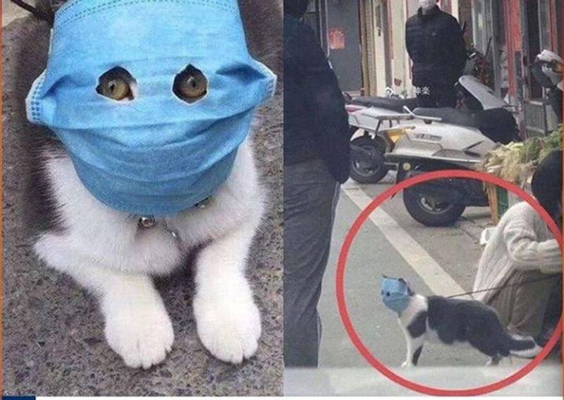 cat weared mask and goes outside in china and the photograph goes viral in social media