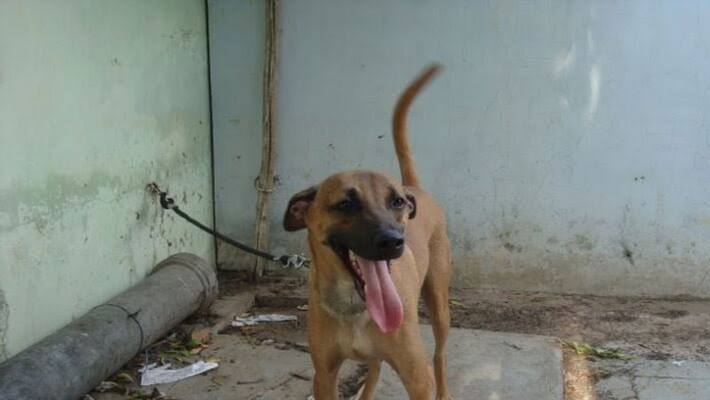 Tamil Nadu Combai Dog Joins CRPF Tamil Nadu Combai Dog Joins CRPF