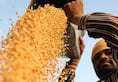 Know how 'gold' is proving black wheat for the farmer