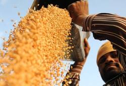 Know how 'gold' is proving black wheat for the farmer