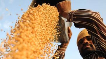 Know how 'gold' is proving black wheat for the farmer