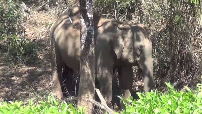 wild elephant roaming near its cub's deadbody wild elephant roaming near its cub's deadbody