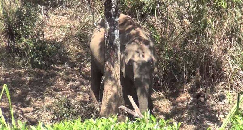 wild elephant roaming near its cub's deadbody