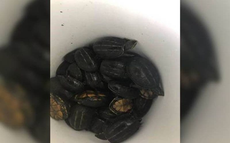 Initially, the police were shocked to see 41 baby turtles inside her car.