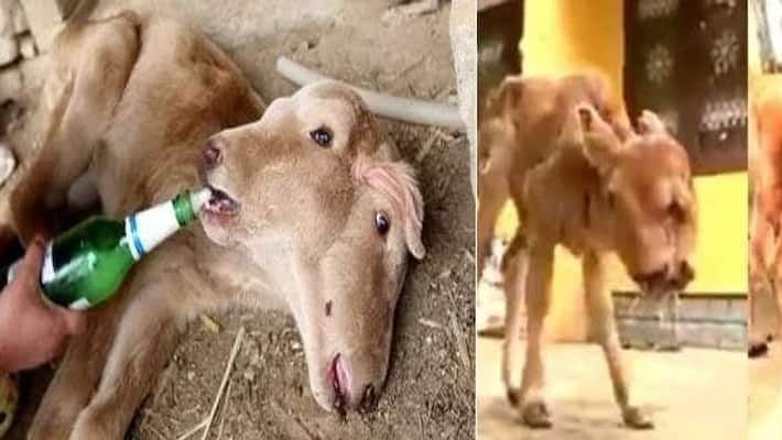 calf born with a miracle appearence in kaniyakumari calf born with a miracle appearence in kaniyakumari