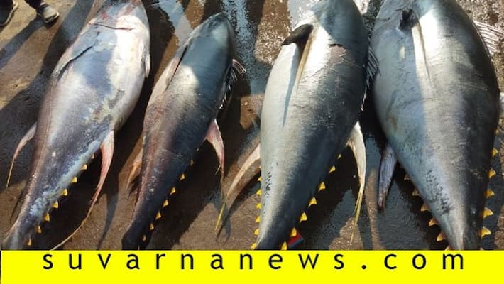 Yellowfin tuna fish caught in fishing net in Karwar Yellowfin tuna fish caught in fishing net in Karwar