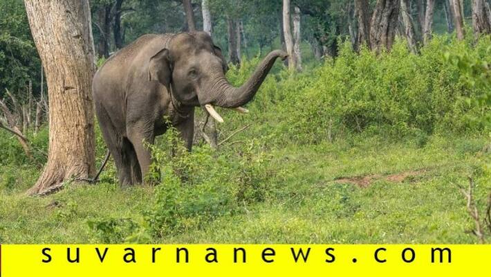 Wild elephant roams in charmadi ghat road Wild elephant roams in charmadi ghat road