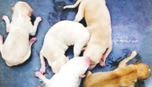 5 puppies rescued from a dog's stomach which died in an accident 5 puppies rescued from a dog's stomach which died in an accident